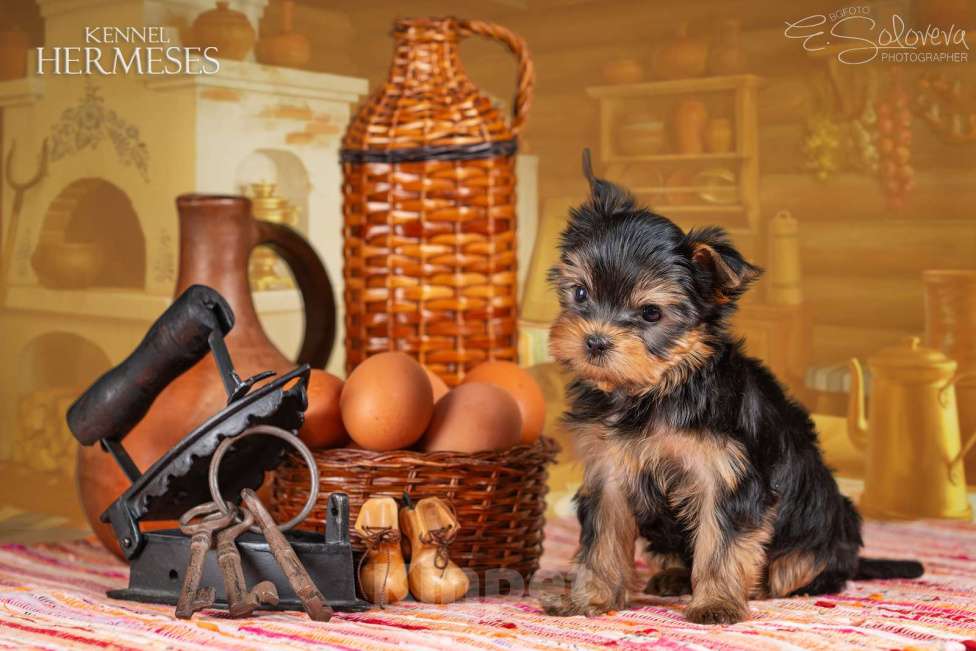 Собаки в Санкт-Петербурге: Мальчик йоркширский терьер Мальчик, 50 000 руб. - фото 3