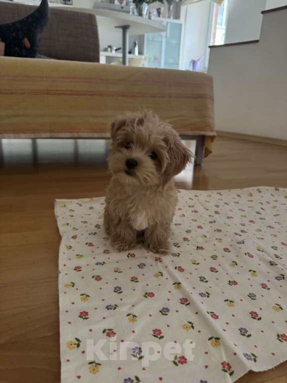 Собаки в Екатеринбурге: Щенок Мальтипу девочка ф1 Девочка, 95 000 руб. - фото 3