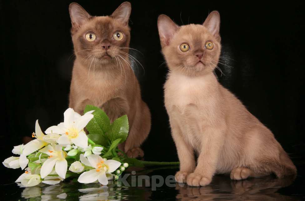 Кошки в Москве: КОТЯТА АМЕРИКАНСКОЙ ТРАДИЦИОННОЙ БУРМЫ Девочка, 150 000 руб. - фото 2