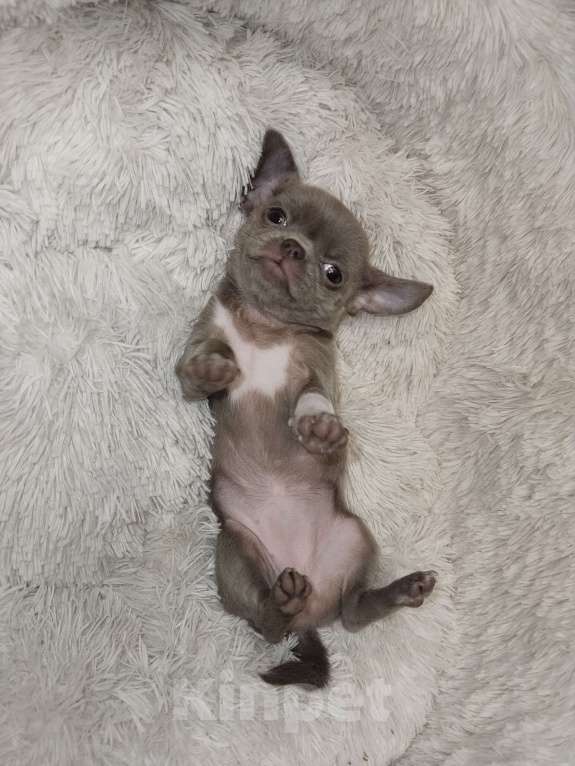 Собаки в Иркутске: Лилушка Девочка, 35 000 руб. - фото 2