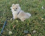 Собаки в Костроме: Померанский шпиц девочка Девочка, 30 000 руб. - фото 3