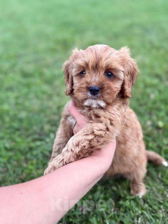 Собаки в Москве: Кавапу щенок мальчик Мальчик, Бесплатно - фото 2