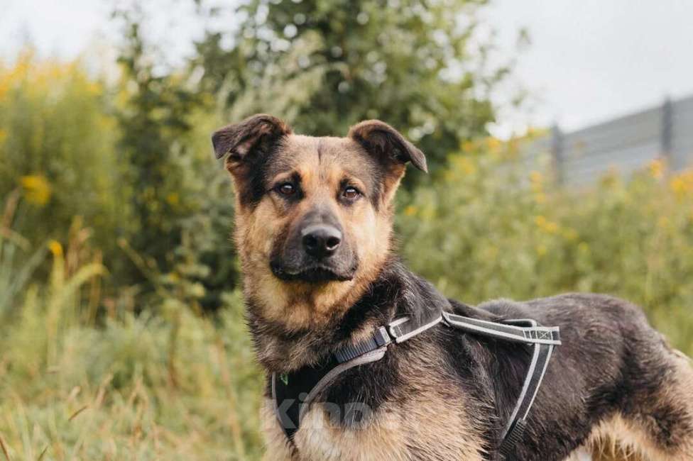 Собаки в Москве: Собака в добрые руки Мальчик, Бесплатно - фото 1
