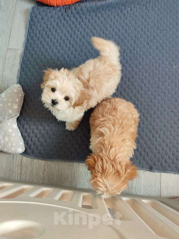 Собаки в Мытищах: Мальтипу F1 Мальчик, 90 000 руб. - фото 6