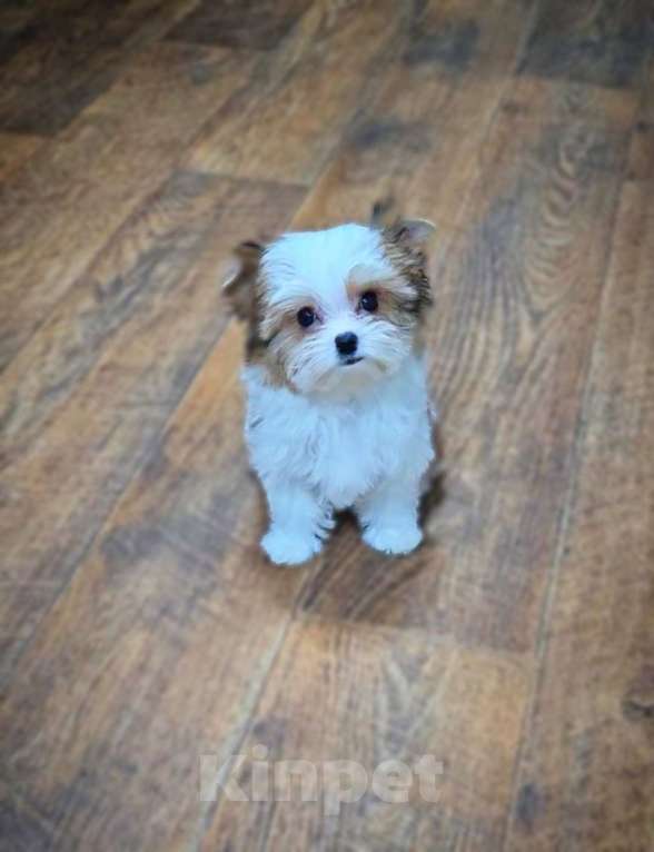 Собаки в Москве: Девочка супер мини Цветного Йорка Девочка, 120 000 руб. - фото 4