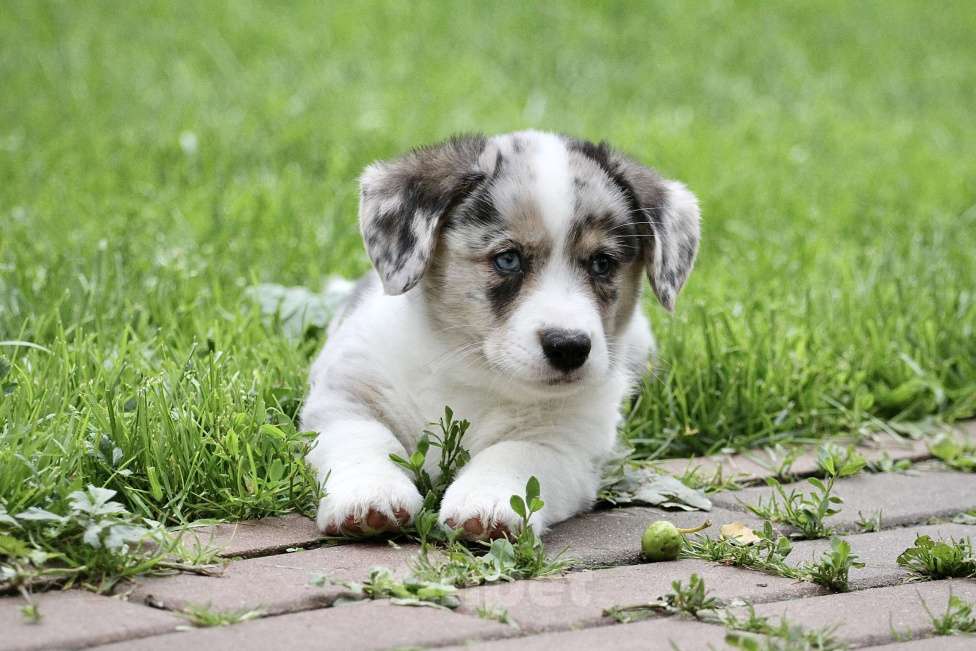Собаки в Москве: Вельш корги кардиган Мальчик, Бесплатно - фото 9