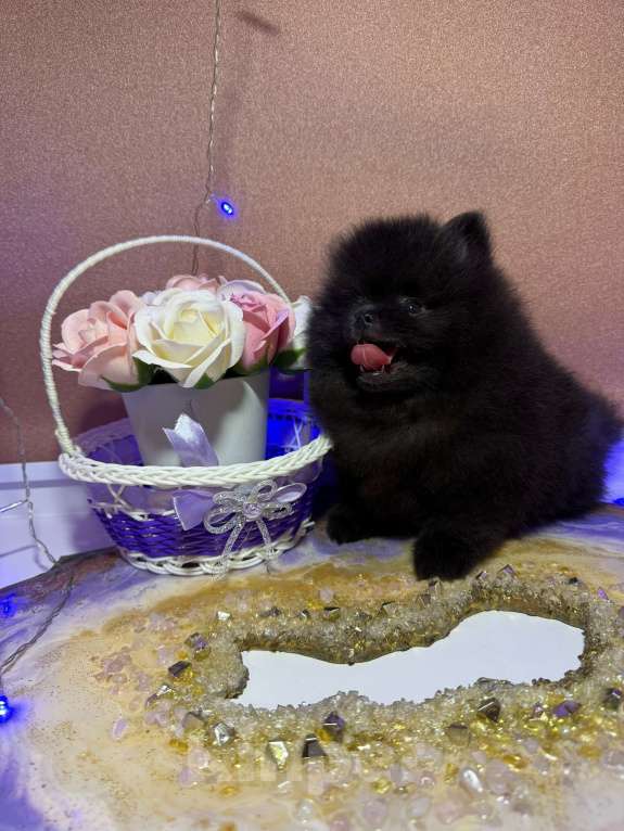 Собаки в Москве: Щенки померанский шпиц, кобель, черный Мальчик, Бесплатно - фото 8