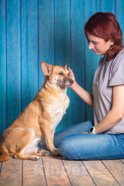 Собаки в Москве: Домашняя собака в поисках семьи Девочка, Бесплатно - фото 5