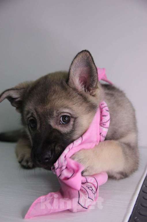 Собаки в Москве: ЩЕночек 2 месяца грустит без мамы Девочка, Бесплатно - фото 4