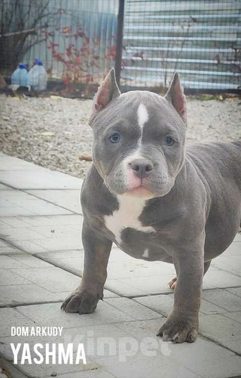 Собаки в Саратове: Американская булочка Девочка, 80 000 руб. - фото 3