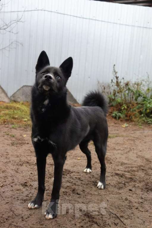 Собаки в Раменском: Плюша ищет семью Девочка, Бесплатно - фото 3