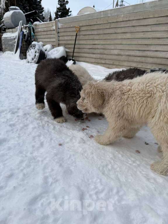 Собаки в Ханты-Мансийске: Беляш Мальчик, 10 000 руб. - фото 1