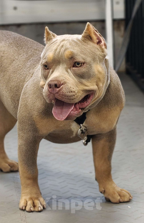 Собаки в других городах Ленинградской области: Американский булли Девочка, 100 000 руб. - фото 1