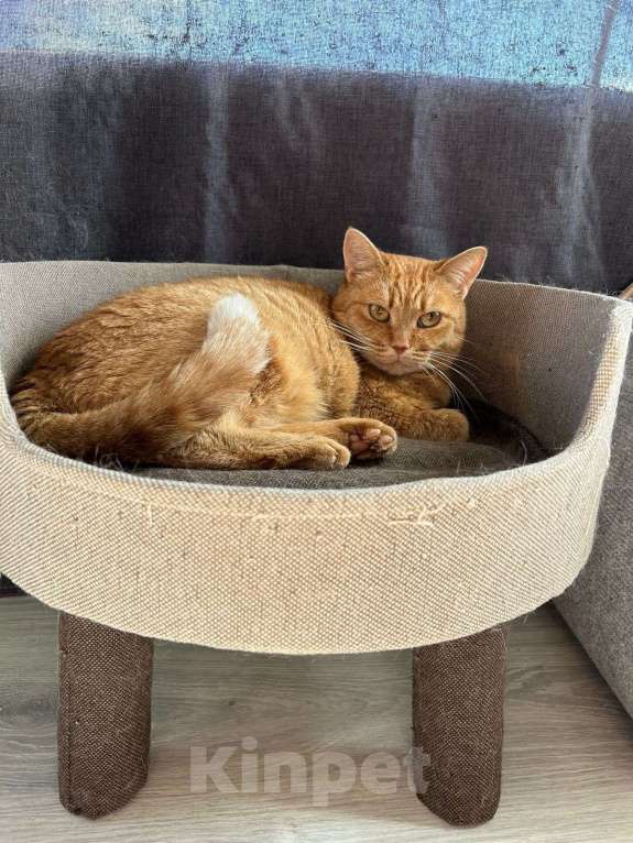 Кошки в Москве: Рыжая красотка с характером срочно ищет дом! Девочка, Бесплатно - фото 5