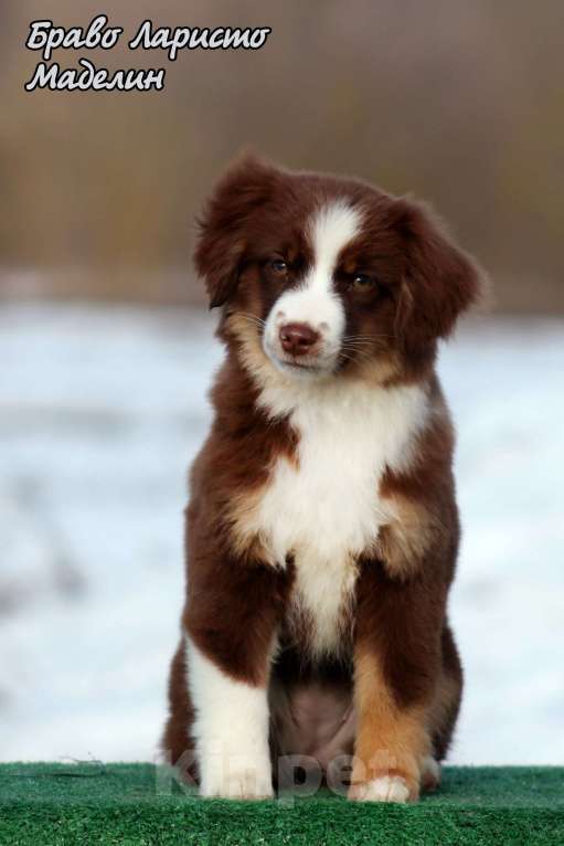 Собаки в Рязани: Питомник РКФ предлагает девочку Девочка, 90 000 руб. - фото 3