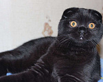 Кошки в Нижнем Новгороде: Шотландская вислоухая кошка черного цвета. Девочка, 18 000 руб. - фото 1