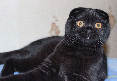 Объявление: Шотландская вислоухая кошка черного цвета., 18 000 руб., Нижний Новгород
