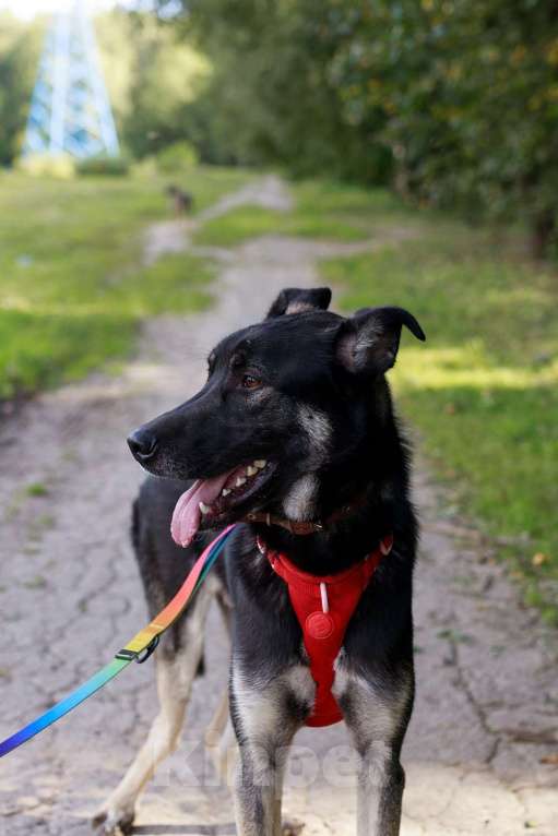 Собаки в Москве: Молодой песик Бакс  ищет дом! Мальчик, Бесплатно - фото 5