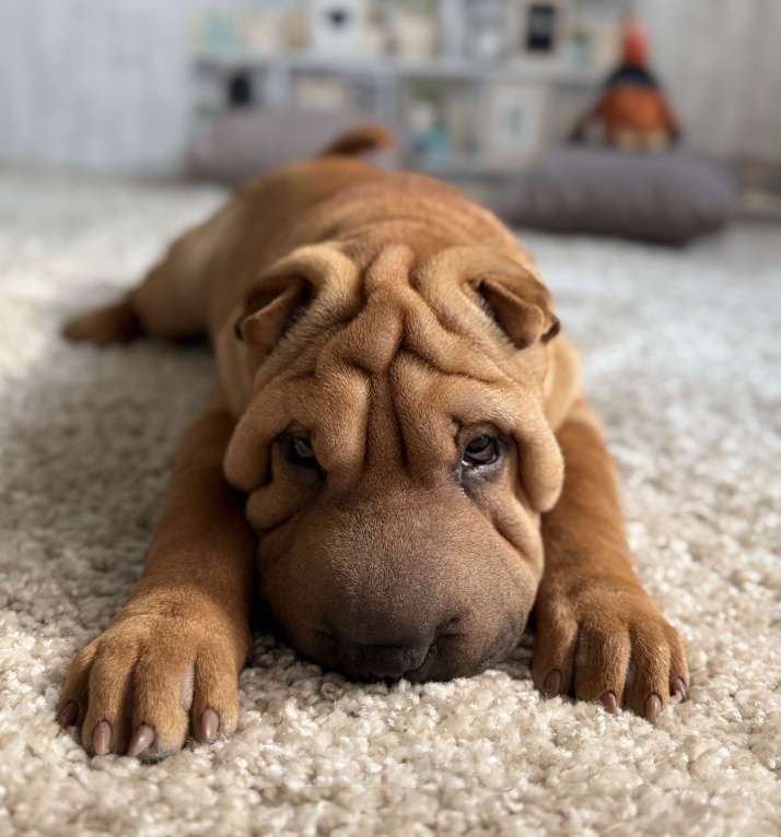 Собаки в Краснодаре: Щенок шар-пея Девочка, 25 000 руб. - фото 2