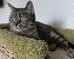 Кошки в Санкт-Петербурге: Кошка очарование Девочка, Бесплатно - фото 7