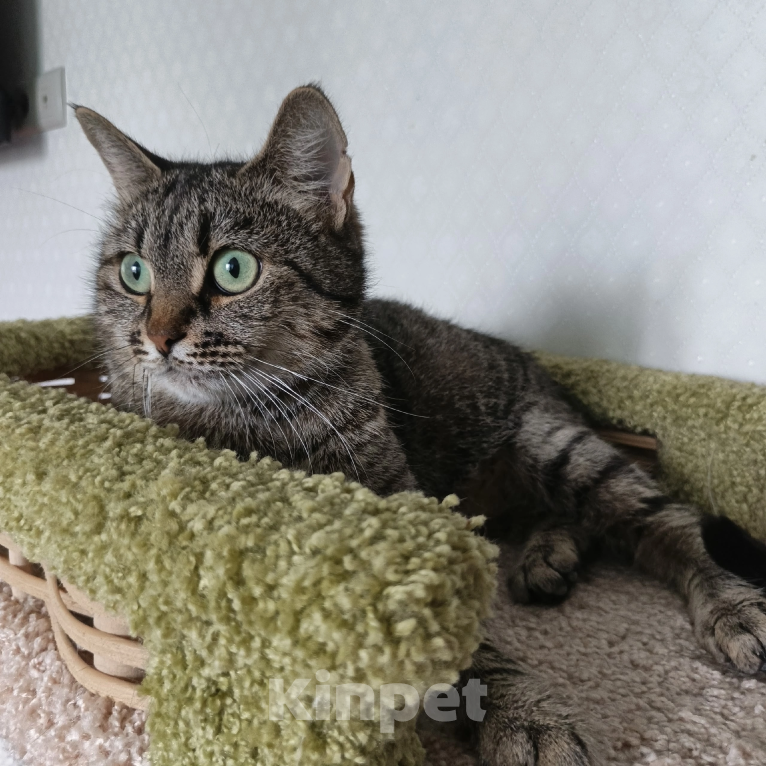 Кошки в Санкт-Петербурге: Кошка очарование Девочка, Бесплатно - фото 7