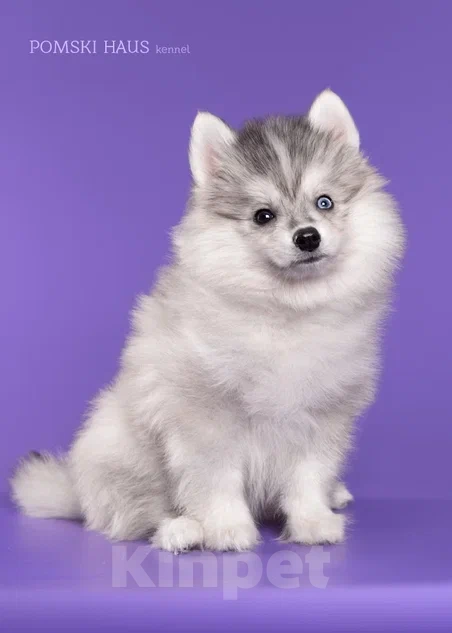 Собаки в Нижнем Новгороде: мини волки Мальчик, 50 000 руб. - фото 1