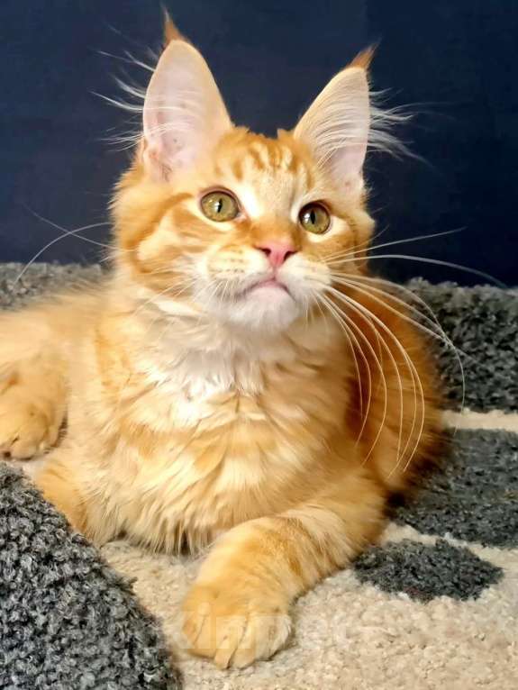 Кошки в других городах Ярославской области: Котенок мейн кун Мальчик, Бесплатно - фото 7