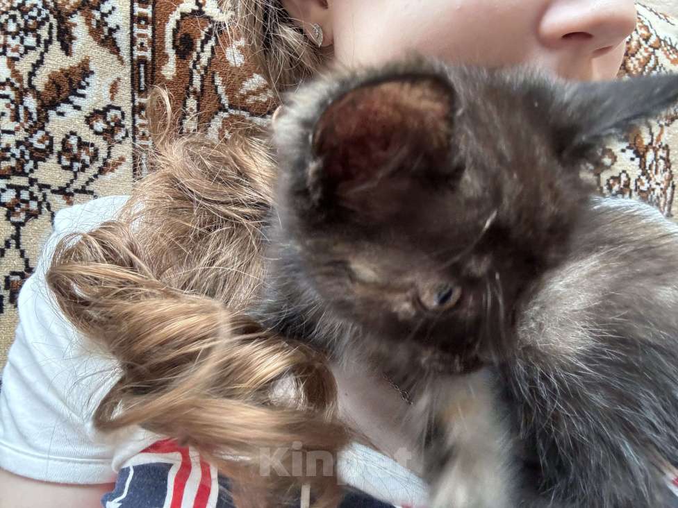 Кошки в Светлограде: Кошка в добрые руки Девочка, Бесплатно - фото 2