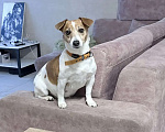 Собаки в Пензе: Щенки Джек Рассел терьер Мальчик, 25 000 руб. - фото 4