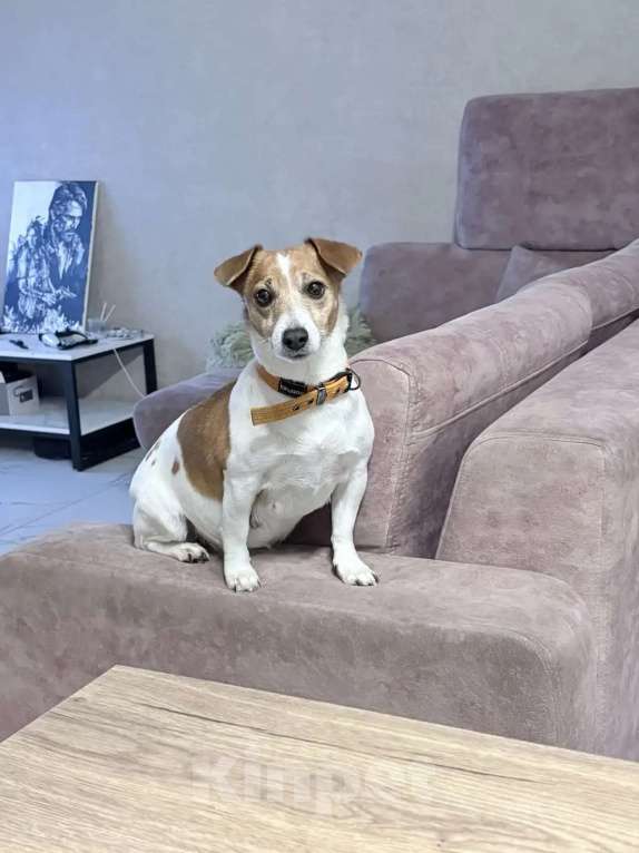 Собаки в Пензе: Щенки Джек Рассел терьер Мальчик, 25 000 руб. - фото 4