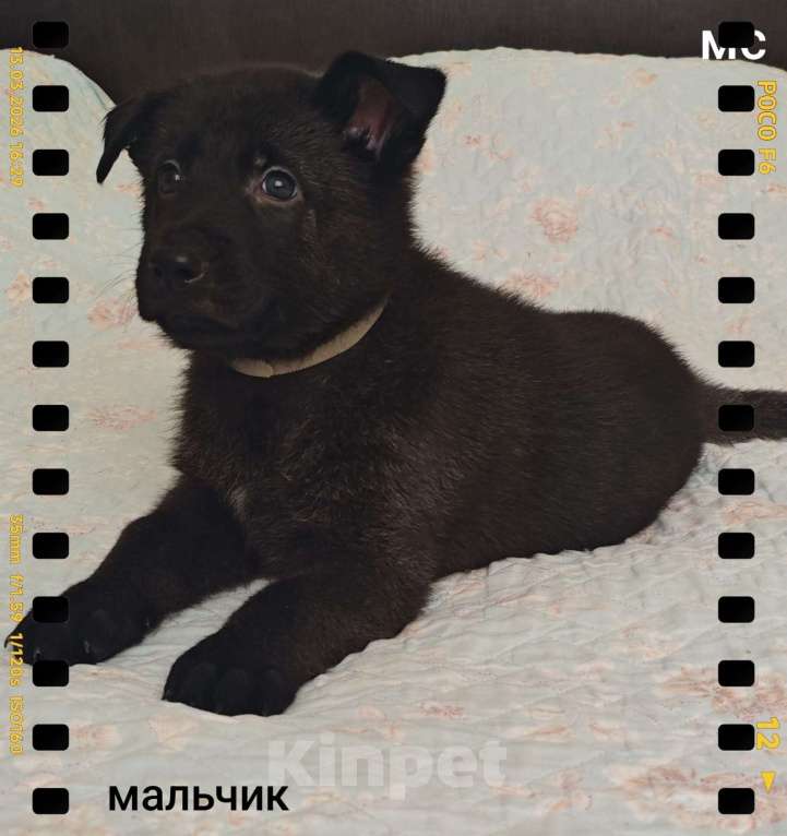 Собаки в других городах Краснодарского края: Продам щенков немецкой овчарки Мальчик, 16 000 руб. - фото 3