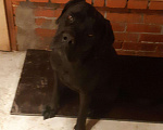 Собаки в Краснодаре: Вязка Кане-Корсо, 5 000 руб. - фото 5