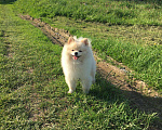 Собаки в Череповце: Шпиц(вязка), 3 000 руб. - фото 1