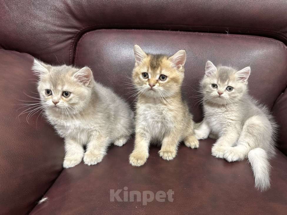 Кошки в Ростове-на-Дону: Шотландская шиншилла  Мальчик, 20 000 руб. - фото 7