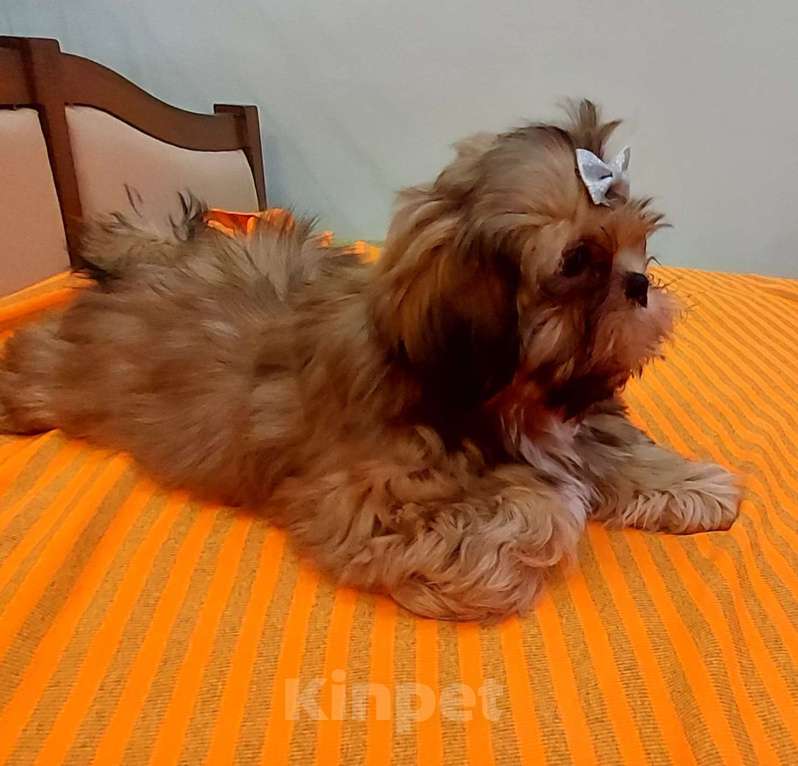 Собаки в Москве: Щенок ши-тцу Мальчик, 50 000 руб. - фото 2