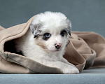 Собаки в Санкт-Петербурге: Щенок аусси с хвостом, голубые глаза Мальчик, 40 000 руб. - фото 2