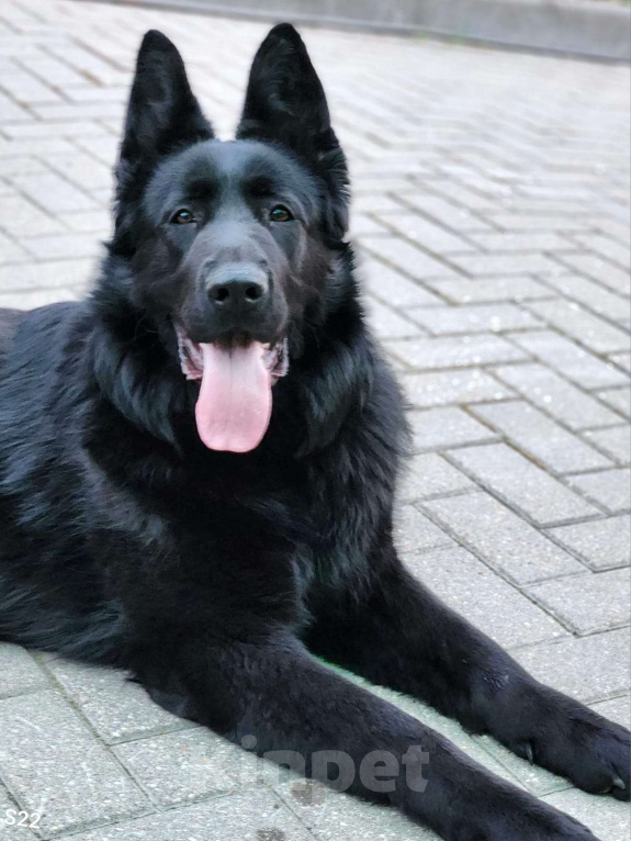 Собаки в Рязани: Отдам в добрые руки Девочка, 1 000 руб. - фото 2