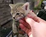 Кошки в Подольске: Котятки любящим хозяевам Девочка, Бесплатно - фото 8