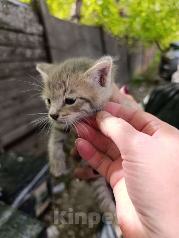 Кошки в Подольске: Котятки любящим хозяевам Девочка, Бесплатно - фото 8