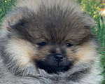 Собаки в Краснослободске: Померанский шпиц  Мальчик, 85 000 руб. - фото 4