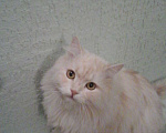 Кошки в Саратове: Потерялся кот Мальчик, 10 000 руб. - фото 1