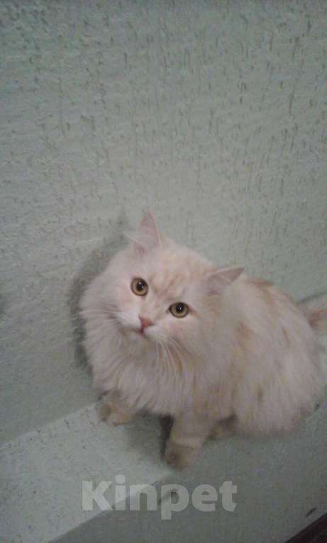 Кошки в Саратове: Потерялся кот Мальчик, 10 000 руб. - фото 1
