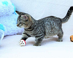 Кошки в Костроме: великолепный котик манчкин Мальчик, 20 000 руб. - фото 3