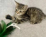 Кошки в Санкт-Петербурге: Ищем дом спасенных  с улицы котят! 🐾 Мальчик, Бесплатно - фото 3