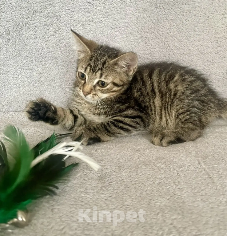 Кошки в Санкт-Петербурге: Ищем дом спасенных  с улицы котят! 🐾 Мальчик, Бесплатно - фото 3