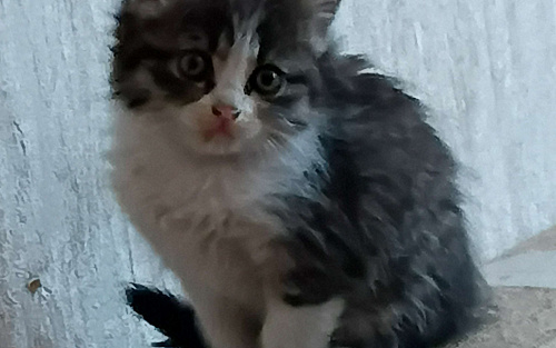 Котёнок в добрые руки