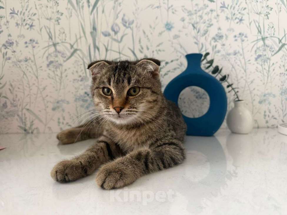 Кошки в Москве: Очаровательный Валли ищет семью  Мальчик, Бесплатно - фото 2
