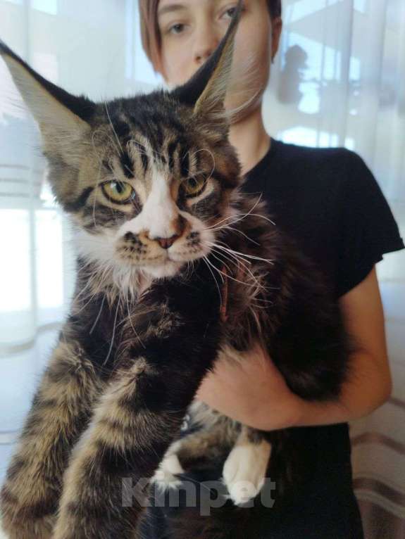 Кошки в Чите: Продается котенок мейнкун Девочка, 35 000 руб. - фото 4