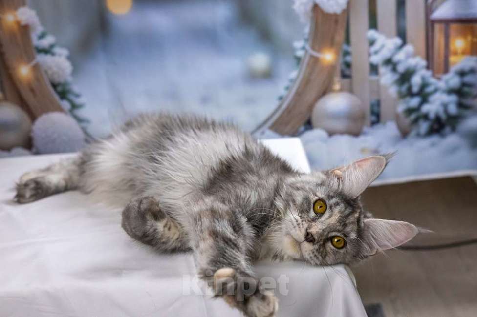 Кошки в других городах Ленинградской области: Мейн кун котенок Девочка, 35 000 руб. - фото 2