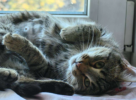 Кошечка Пружинка в добрые руки.